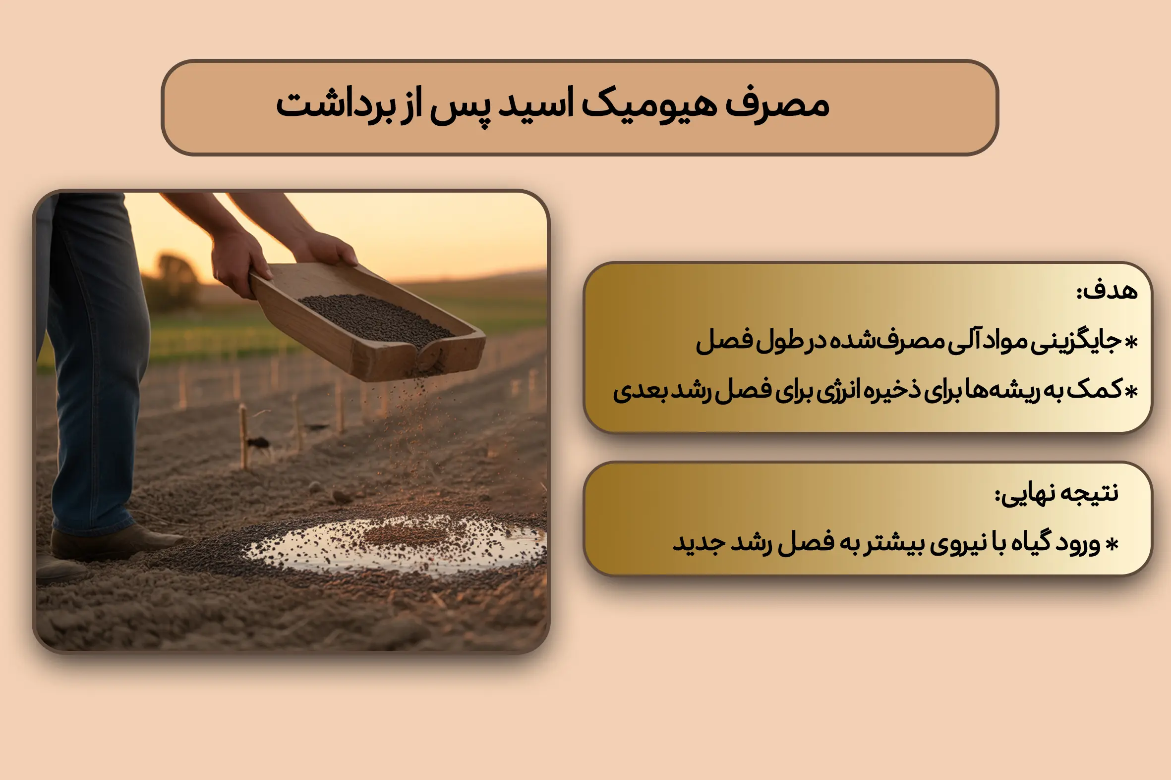 مصرف هیومیک اسید پس از برداشت