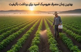 بهترین زمان مصرف هیومیک اسید برای برداشت باکیفیت و پربازده