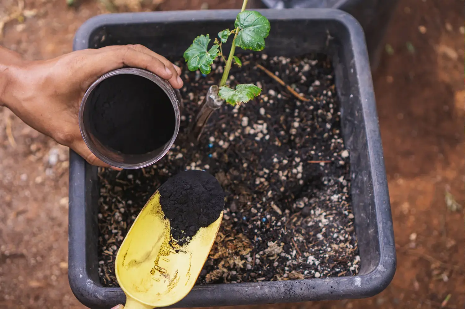 زمان مصرف هیومیک اسید