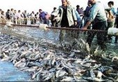 افزایش 20 درصدی صید ماهی در دریای خزر