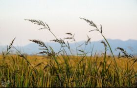 برنج «کیان» و «هستی» بزودی معرفی می‌شوند