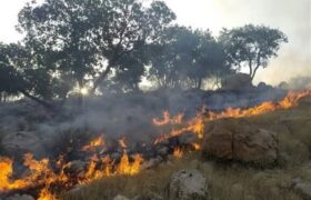 نباید اجازه دهیم حتی یک درخت در کشور طعمه حریق شود