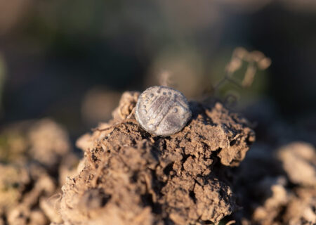 کشف گنجینه‌ای کم‌نظیر از سکه‌ها و زیورآلات سلتی در بوهمیای غربی