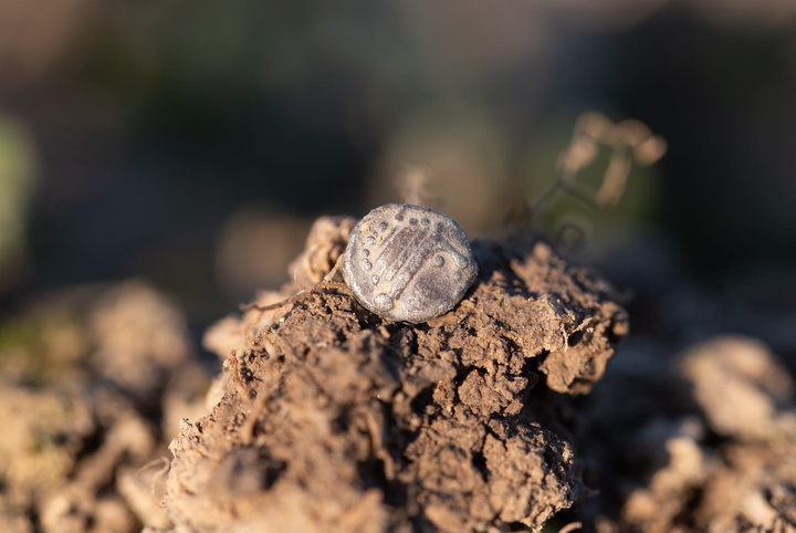 کشف گنجینهای کمنظیر از سکهها و زیورآلات سلتی در بوهمیای غربی