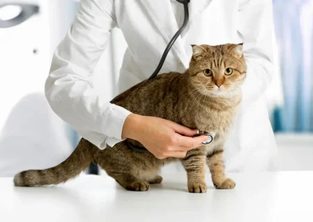 ۲۵ بیماری و مشکل سلامتی شایع در گربه‌ها