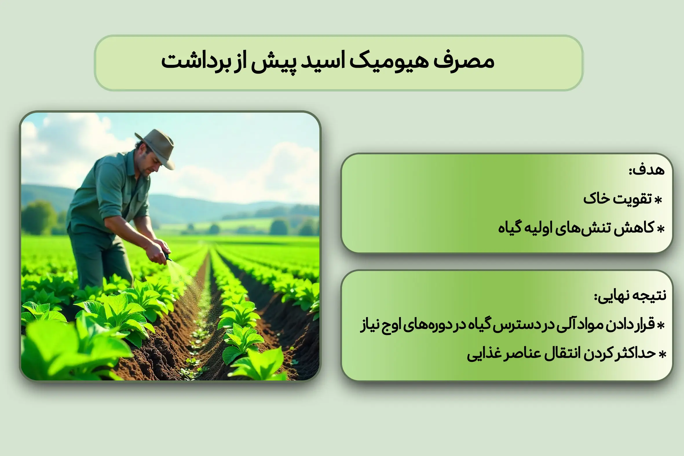 مصرف هیومیک اسید پیش از برداشت