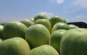 252 هزار تن هندوانه تازه برای تنظیم بازار شب یلدا عرضه میشود