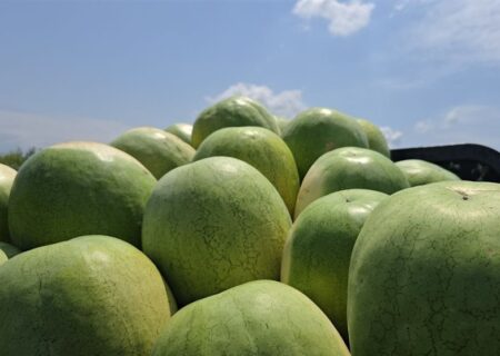 252 هزار تن هندوانه تازه برای تنظیم بازار شب یلدا عرضه می‌شود