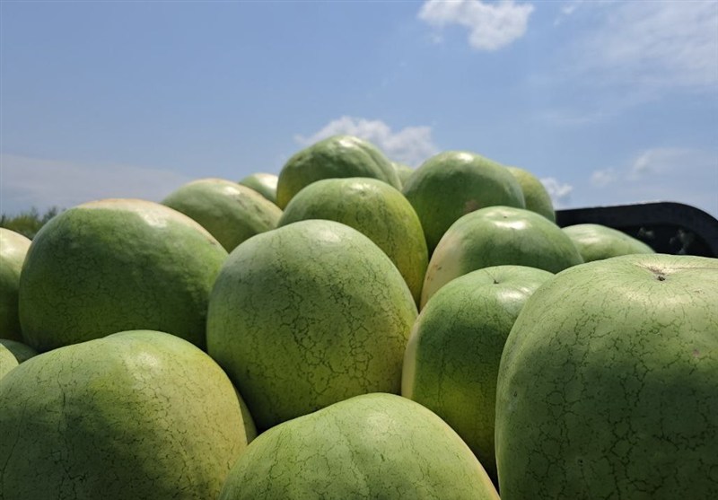 252 هزار تن هندوانه تازه برای تنظیم بازار شب یلدا عرضه میشود