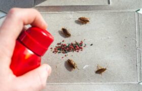 بهترین سم برای از بین بردن سوسک؛ راهنمای کامل انتخاب و جایگزین ایمن