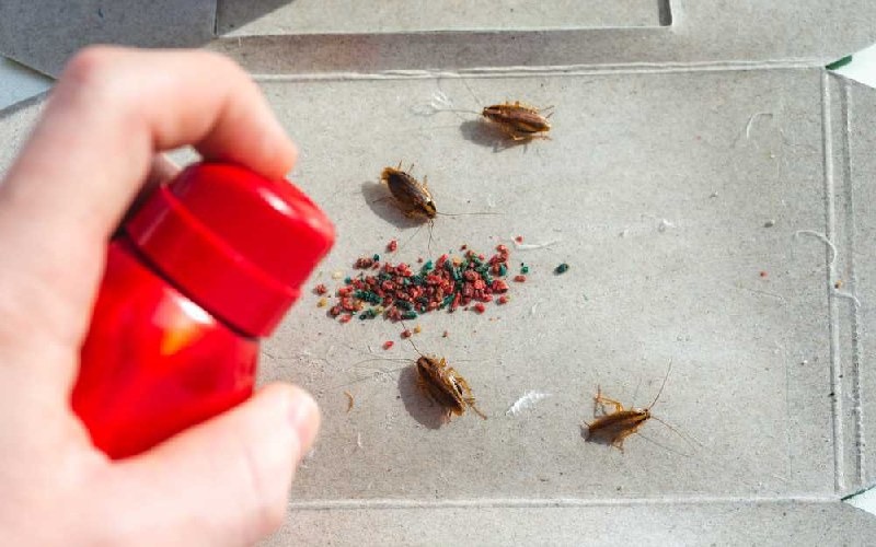 بهترین سم برای از بین بردن سوسک؛ راهنمای کامل انتخاب و جایگزین ایمن