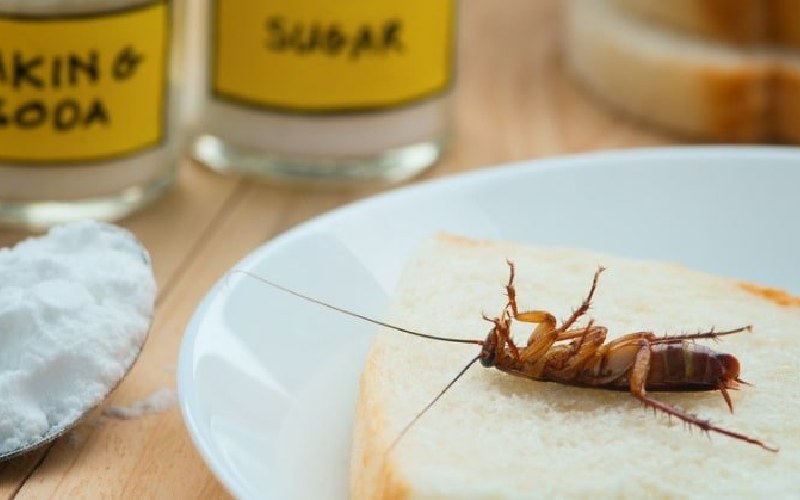 بهترین سم برای از بین بردن سوسک؛ راهنمای کامل انتخاب و جایگزین ایمن انواع سمهای رایج برای از بین بردن سوسک