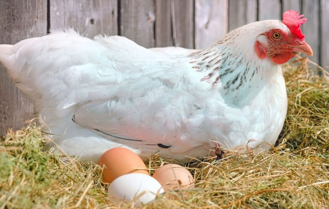 تخم‌مرغ در آستانه کم‌یابی؟ / مرغداران هشدار دادند