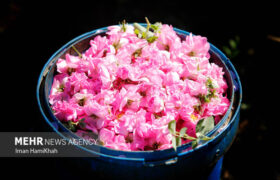 ثبت جهانی اسانس گل محمدی؛ ضرورت تقویت موضع حقوقی ایران