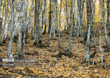 نشست کارگروه ملی طبیعت‌گردی با محور حفاظت و توسعه پایدار برگزار شد