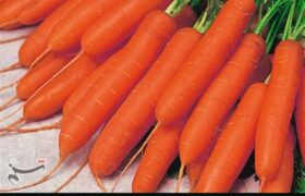 هستهای در کشاورزی ــ 62| اثر فناوری هستهای در بهبود کیفیت «هویج»