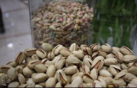 هستهای در کشاورزی ــ 65 | دفع حشرات «پسته» با فناوری هستهای