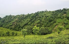 هیات مدیره جدید اتحادیه چای کشور انتخاب شدند