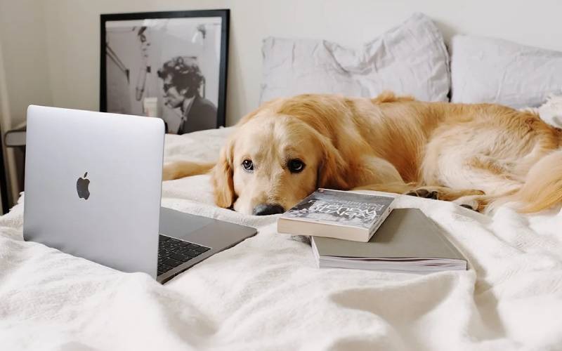 محبوب ترین هتل های Pet Friendly دبی را بشناسید