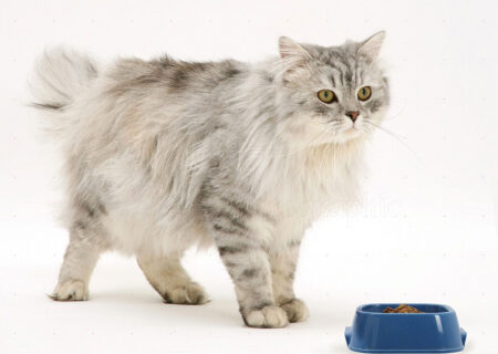 هر آنچه باید درباره غذای خشک گربه جوسرا بدانید