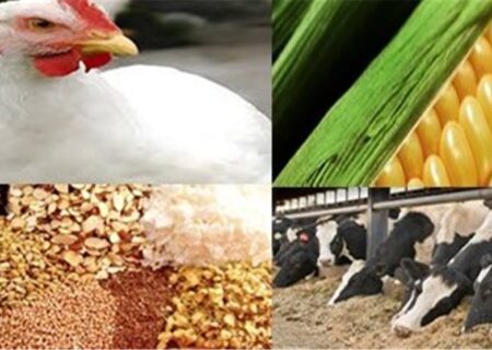 نقدینگی تولیدکنندگان پس از حذف ارز ترجیحی تامین می‌شود