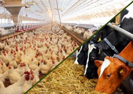 نهاده‌های دامی بدون تغییر قیمت تا پایان سال توزیع می‌شود