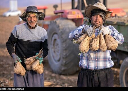 40 درصد صرفه‌جویی آب در تولید چغندر قند با کشت پاییزه