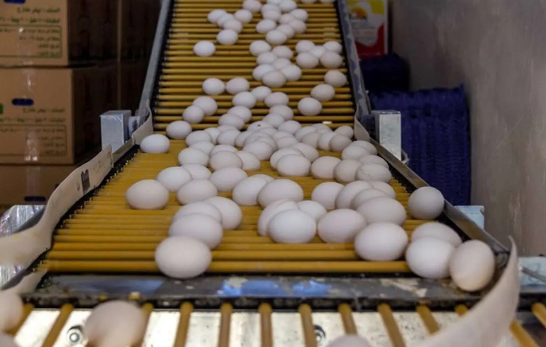 تخممرغ بالاخره ارزان شد/ کاهش قیمت پس از هفتههای پرتنش