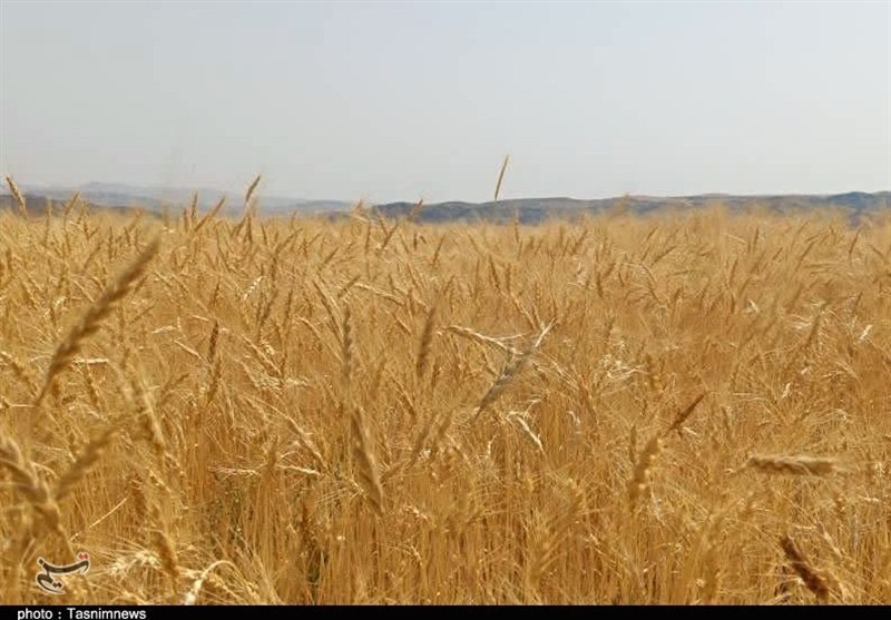 پیشنهاد گندم 52 هزار تومانی به دولت