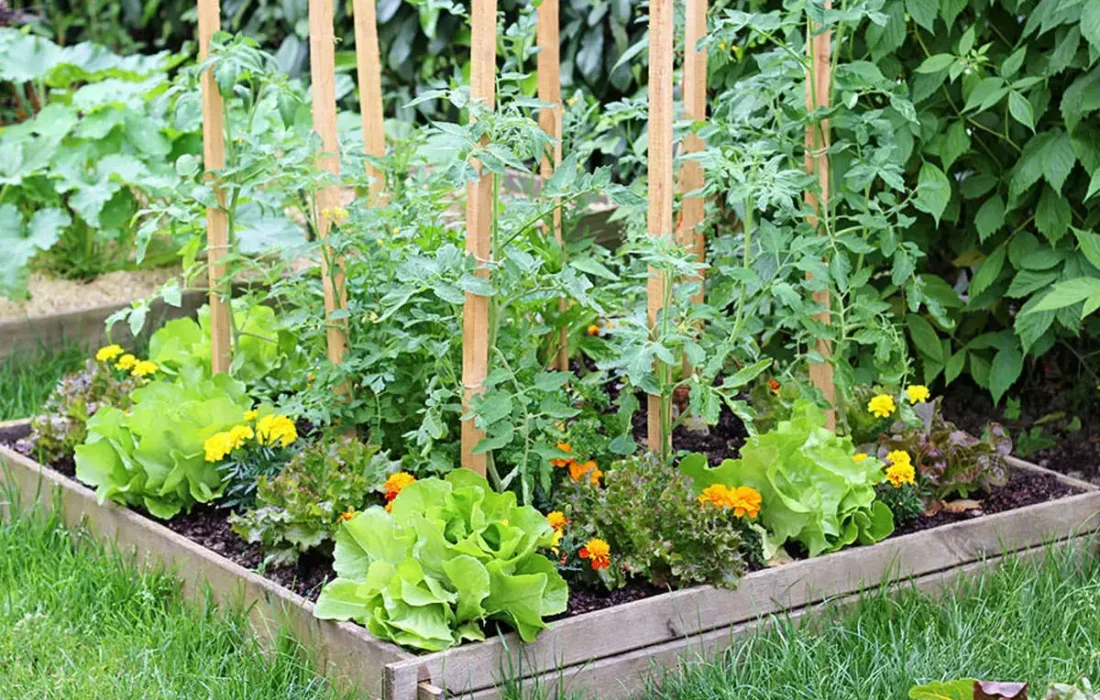 چگونه یک باغچه سبزیجات سبز و پربار در منزل خود داشته باشیم؟