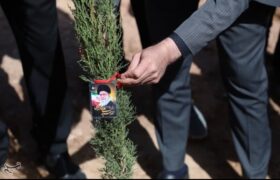 9 میلیون اصله نهال در طرح پویش سرو ایرانی کاشته شد