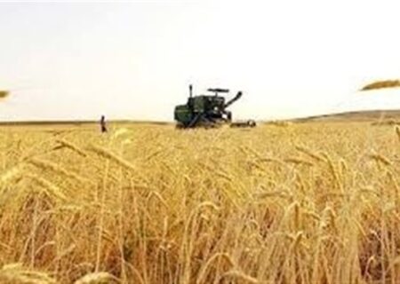 آغاز خرید تضمینی گندم با پرداخت علی الحساب