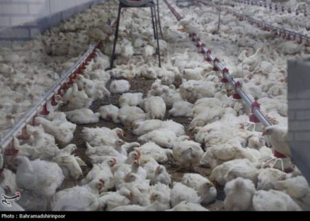 تداوم چرخش زنجیره تامین صنعت دام و طیور
