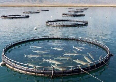 لزوم رفع موانع تولید بخش شیلات در شرایط جنگی
