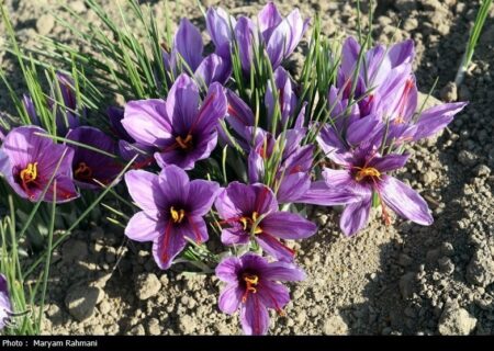 معاملات گواهی‌های سپرده زعفران به 32 میلیارد تومان رسید