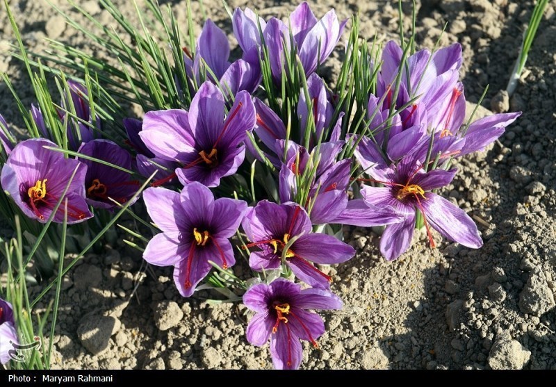 معاملات گواهی‌های سپرده زعفران به 32 میلیارد تومان رسید