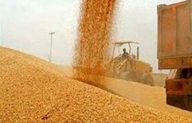 120 هزار تن گندم خرید تضمینی شد/ قیمت 48.5 هزار تومان
