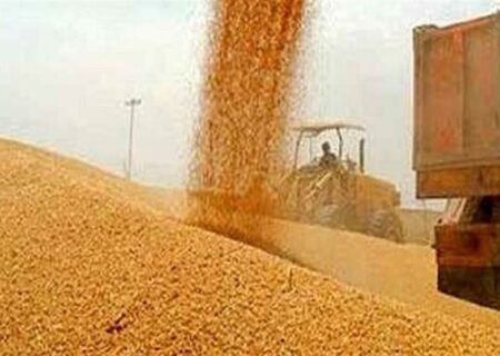 120 هزار تن گندم خرید تضمینی شد/ قیمت 48.5 هزار تومان