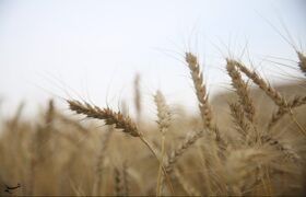 ارز واردات گندم دوباره 28500 تومان شد