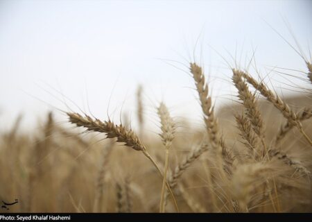 ارز واردات گندم دوباره 28500 تومان شد