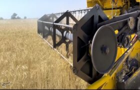 استقبال کشاورزان از نرخ جدید خرید تضمینی گندم