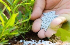 تأثیر تنش درخلیج فارس بر بازارهای جهانی کود شیمیایی و تولید غذا