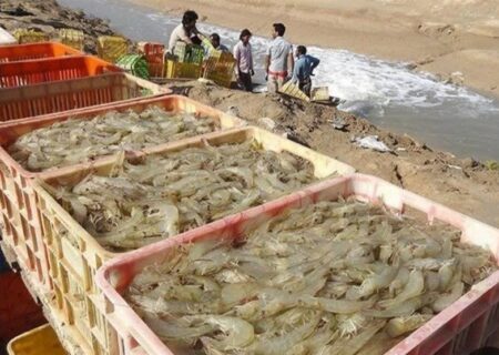 تولید میگو در کشور با رشد 37 درصدی به رکورد جدید رسید