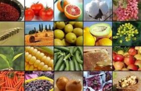 جهش تولید کشاورزی به 130 میلیون تن در سایه جنگ و خشکسالی