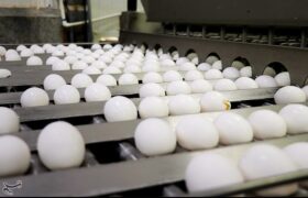 شبکه توزیع عامل گرانی تخم مرغ اعلام شد