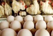 صادرات تخم مرغ ممنوع شد