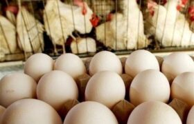 صادرات تخم مرغ ممنوع شد