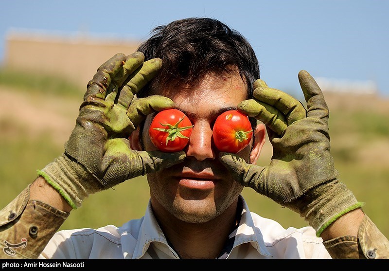 صادرات گوجه فرنگی ممنوع شد
