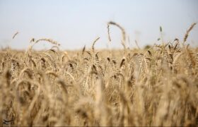 طرح اعتباری گندم برای کاهش فشار مالی گندمکاران اجرا شد