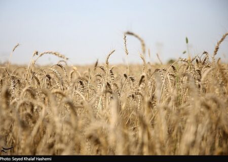 طرح اعتباری گندم برای کاهش فشار مالی گندمکاران اجرا شد